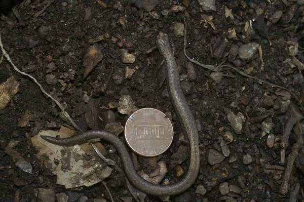 What Are the Health Benefits of Matcha Tea Compared to Traditional Green Tea?